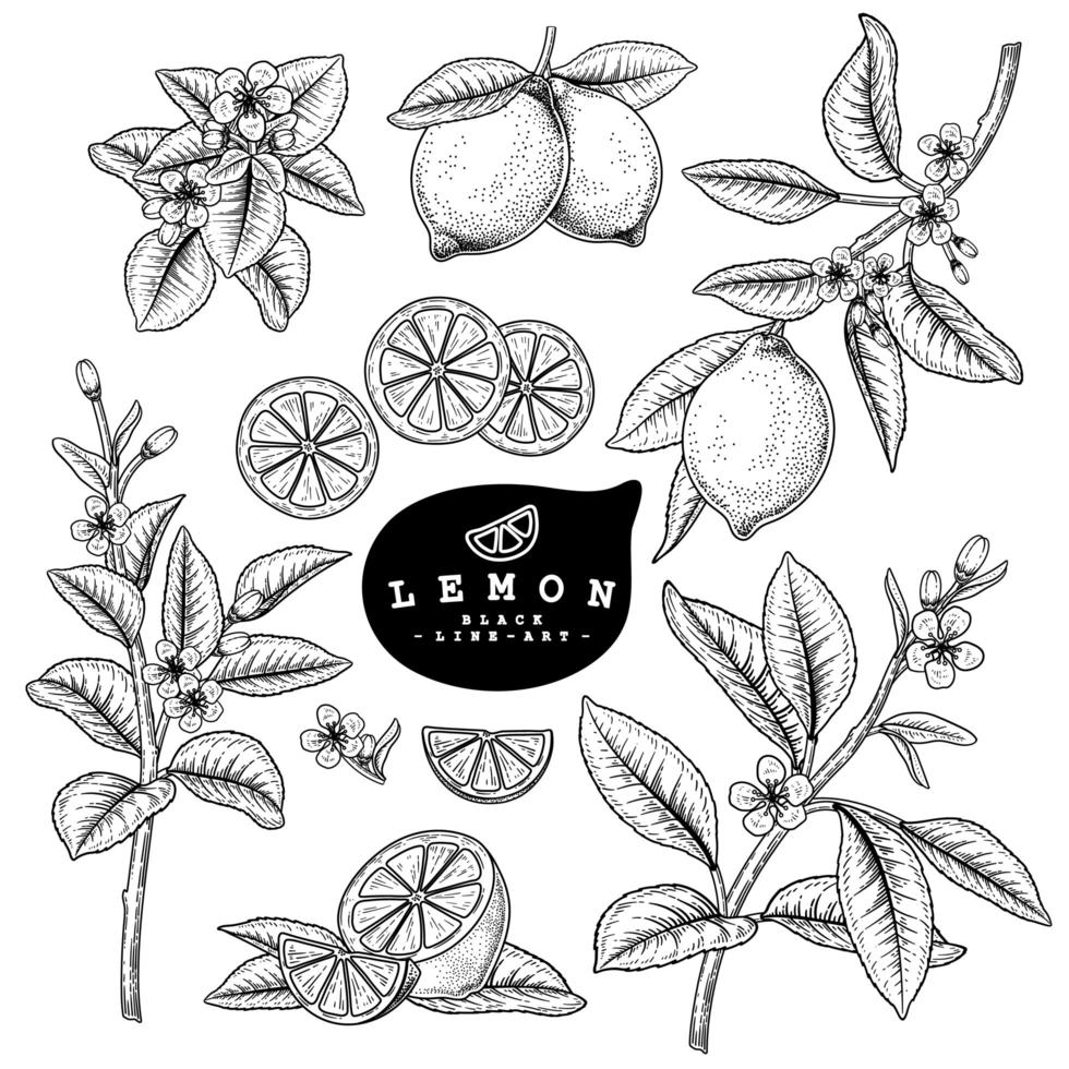 demi-tranche entière et branche de citron avec fruits et fleurs croquis dessinés à la main illustrations botaniques ensemble décoratif vecteur