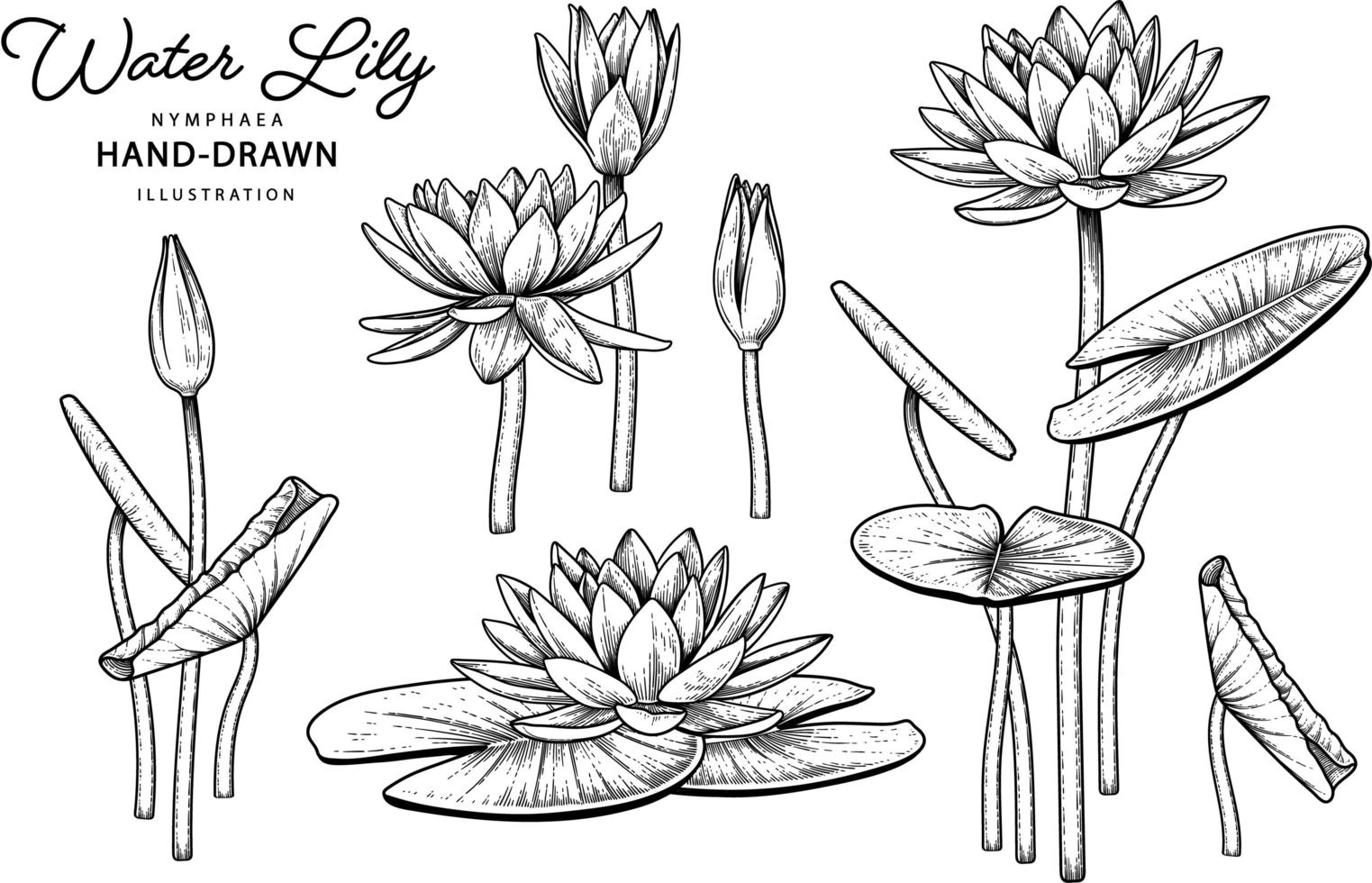 fleur de nénuphar croquis dessinés à la main illustrations botaniques vecteur