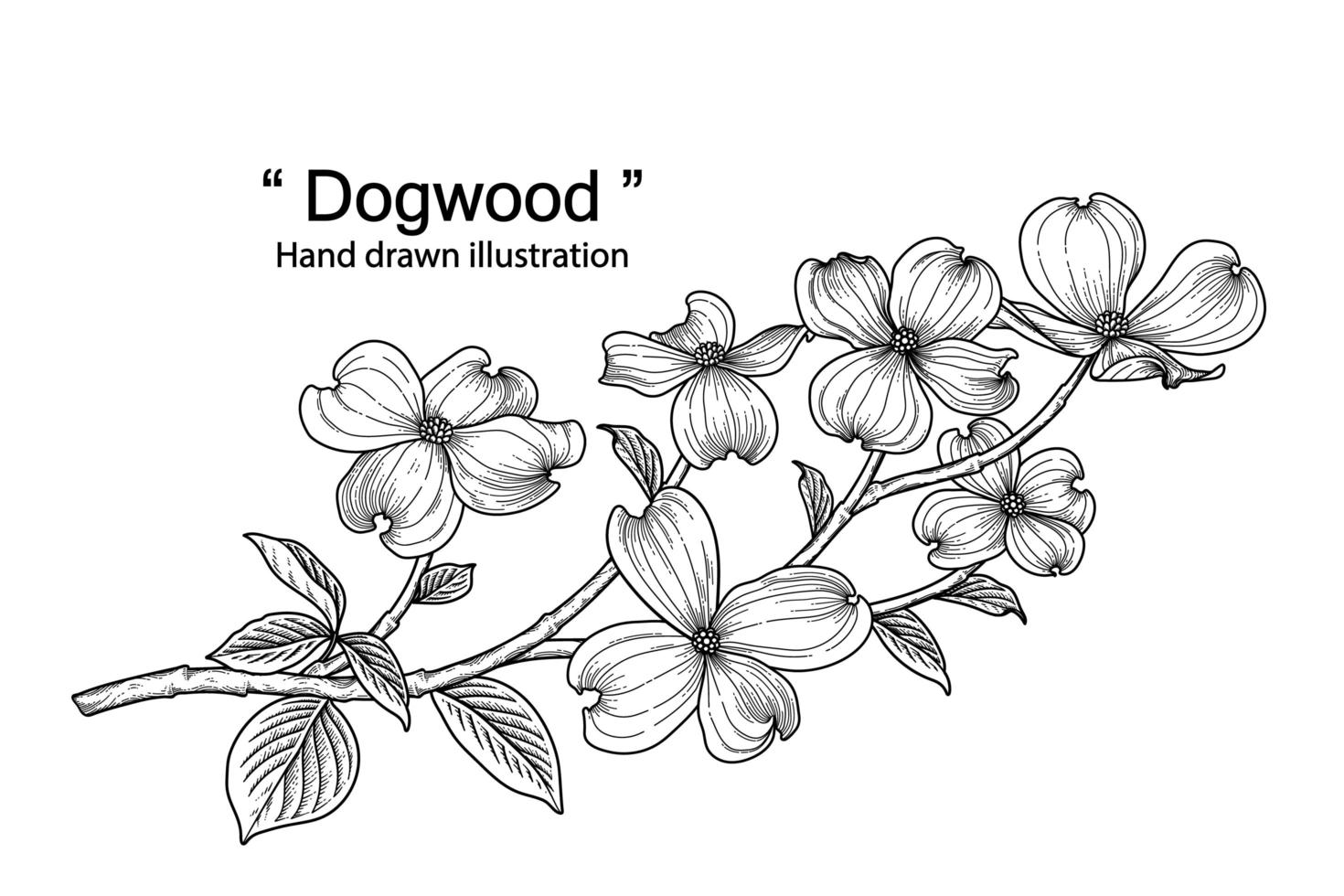branche de cornouiller avec fleur et feuilles illustrations botaniques croquis dessinés à la main vecteur