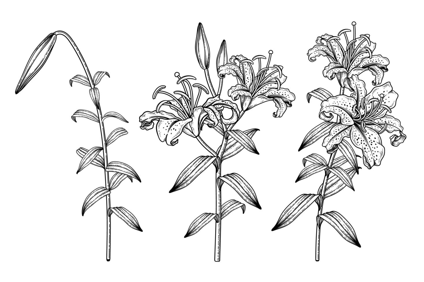 branche de lys rayé doré ou fleur de lilium auratum croquis dessinés à la main illustrations botaniques ensemble décoratif vecteur