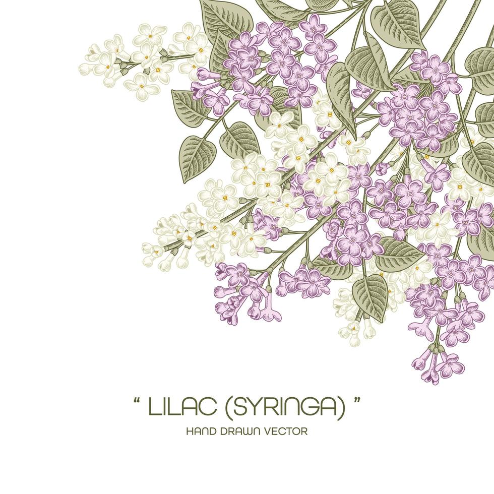 Syringa vulgaris blanc et violet ou fleur de lilas commun vintage dessin au trait isolé sur fond blanc vecteur