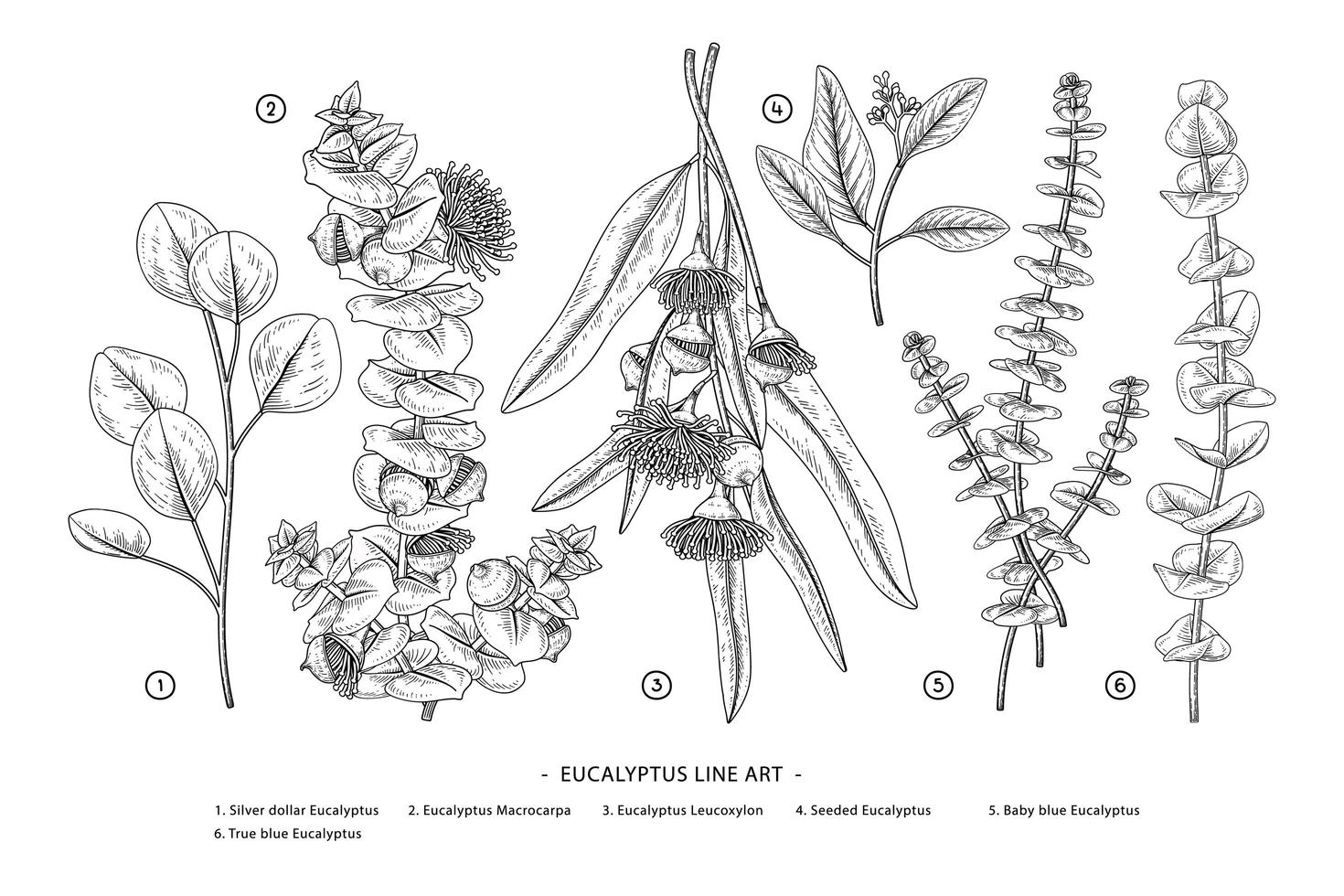 branche de jeu décoratif d'eucalyptus vecteur d'éléments botaniques dessinés à la main