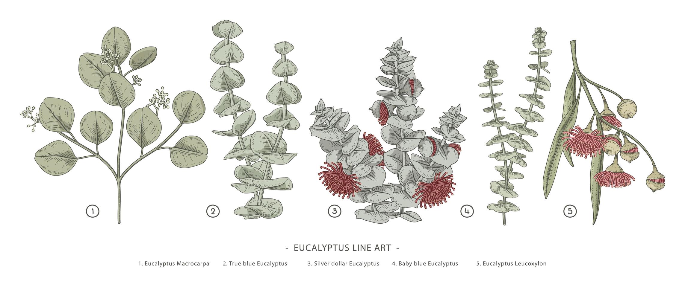 branche de jeu décoratif d'eucalyptus illustrations d'éléments botaniques dessinés à la main vecteur
