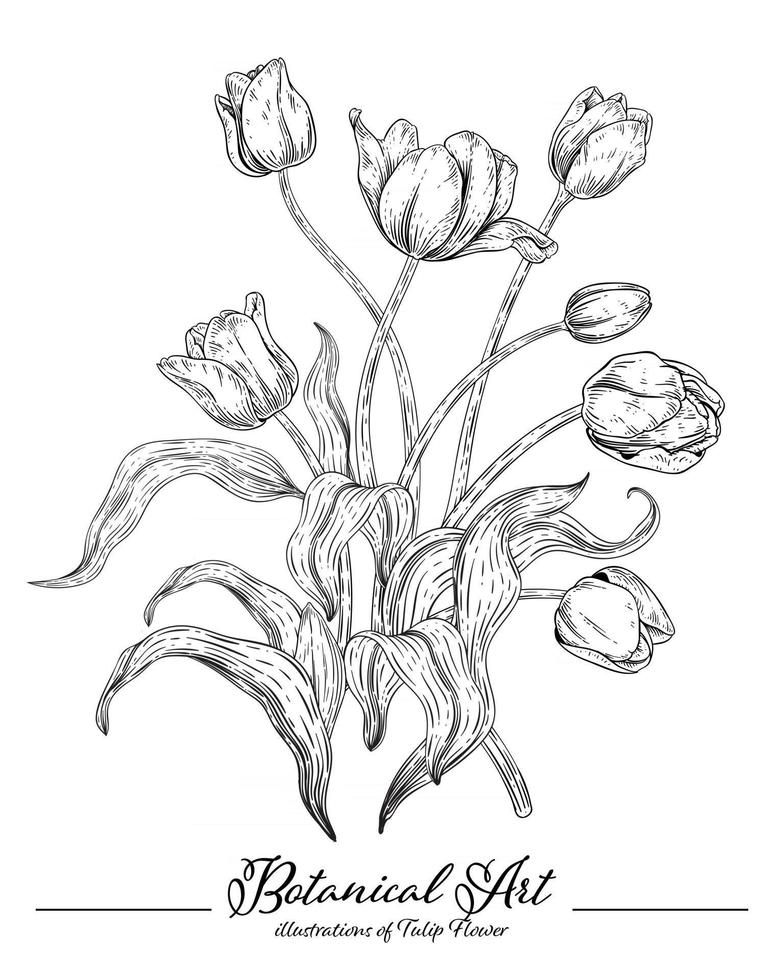 tulipe fleur croquis dessinés à la main illustrations botaniques vecteur