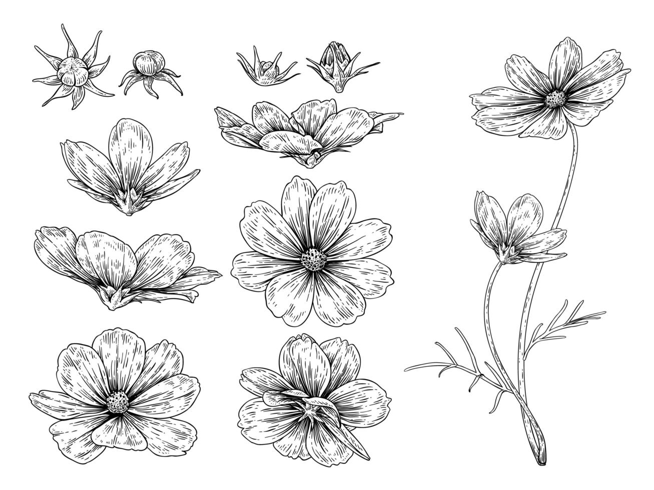 cosmos fleur dessinés à la main croquis éléments botaniques illustrations ensemble décoratif vecteur