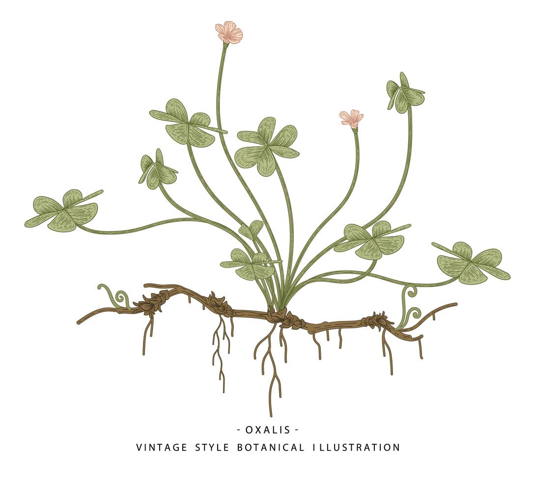 Oseille des bois ou oxalis acetosella fleur et feuilles en forme de coeur illustrations d'herbes médicinales dessinées à la main vecteur