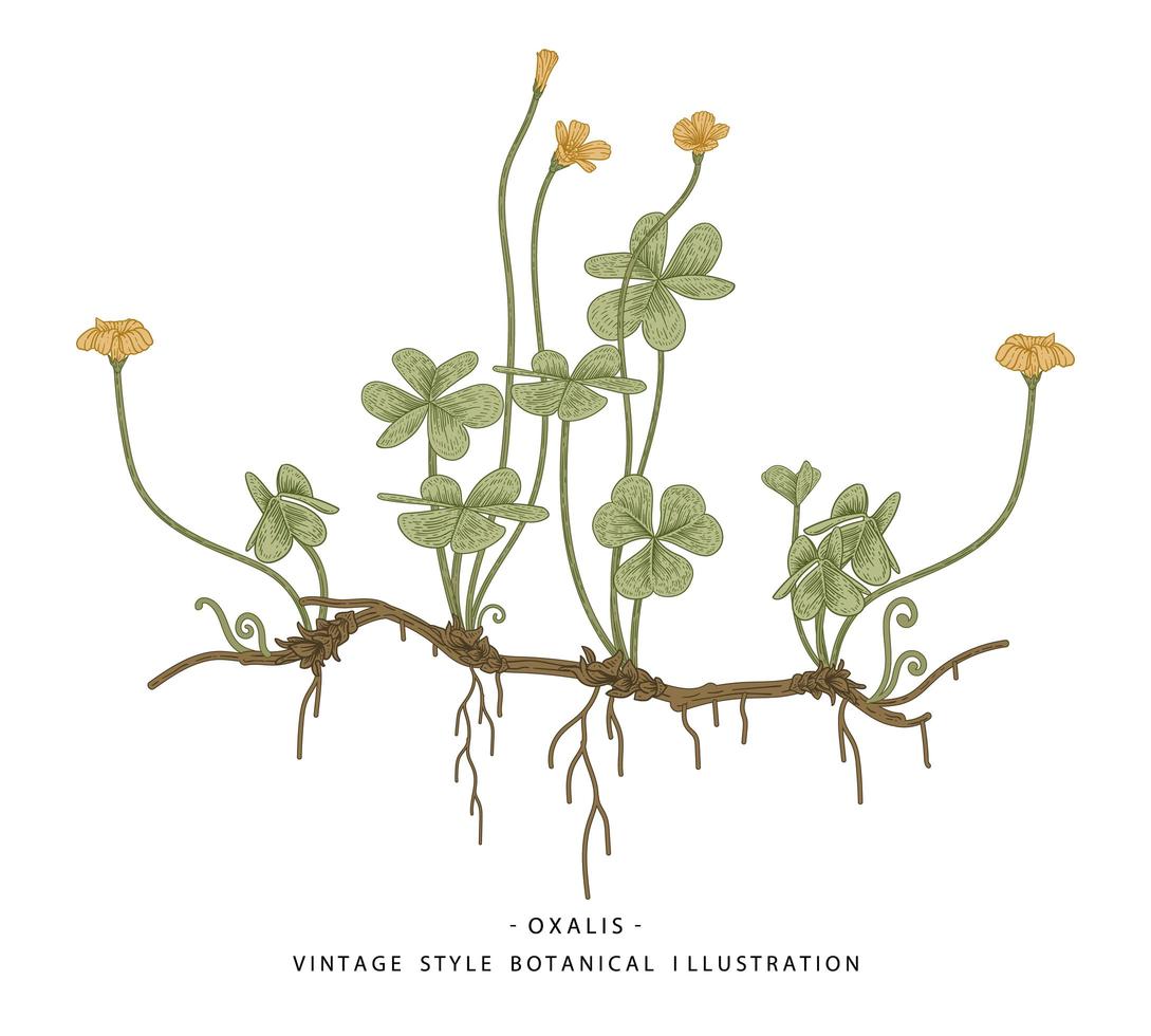 Oseille des bois ou oxalis acetosella fleur sauvage et feuilles en forme de coeur illustrations botaniques dessinés à la main vecteur