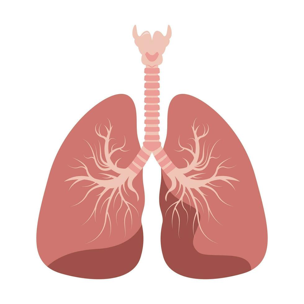 poumons icône, plat style. interne organes de le Humain conception élément, logo. anatomie, médicament concept. soins de santé. isolé sur blanc Contexte. vecteur illustration