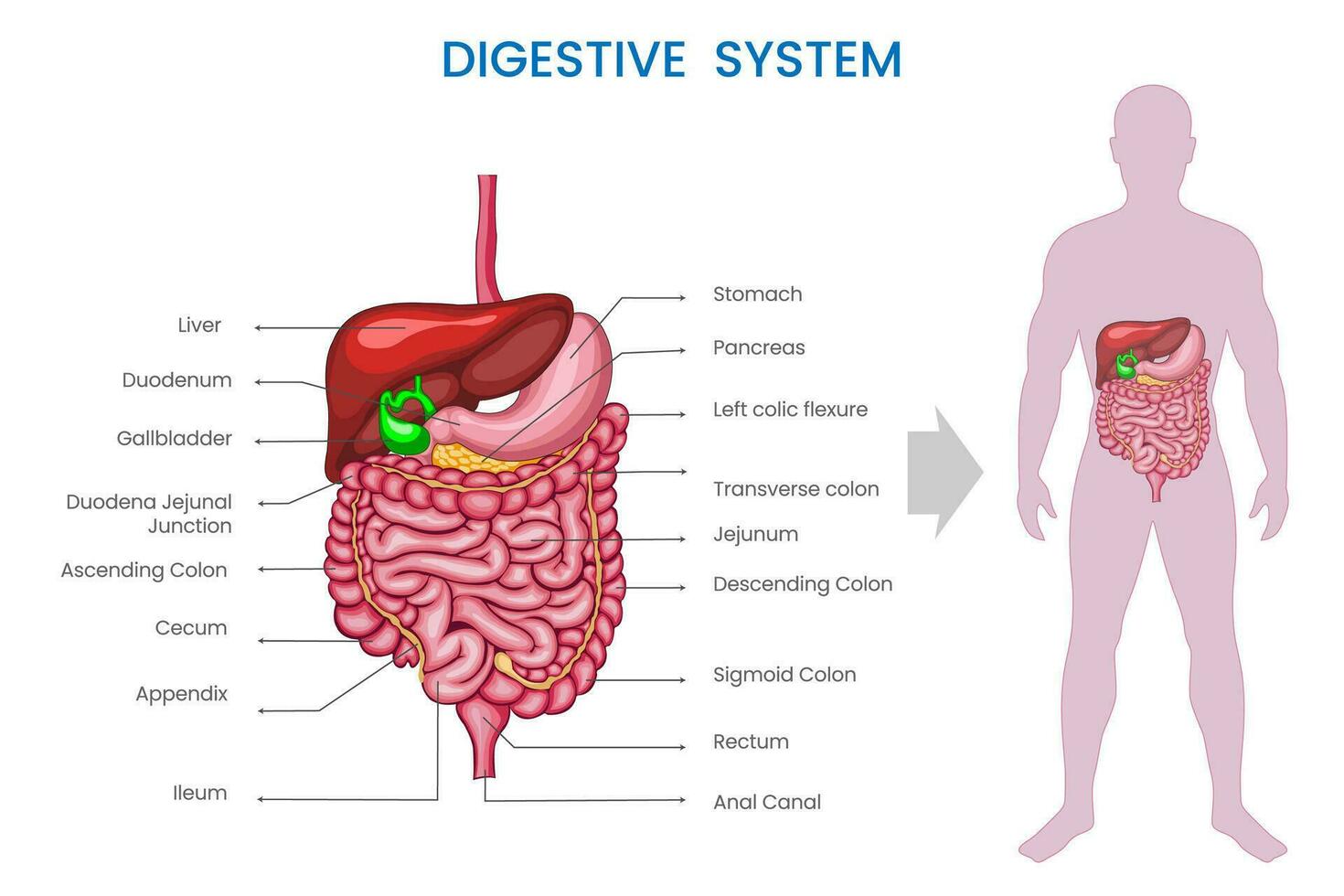 digestif système, pauses vers le bas nourriture, absorbe nutriments, élimine déchets vecteur