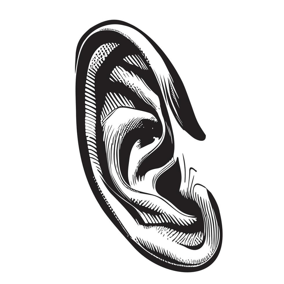 Humain oreille isolé sur blanc Contexte main tiré esquisser vecteur illustration