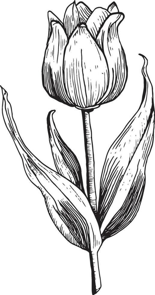 main tiré gravure esquisser de une tulipe fleur vecteur