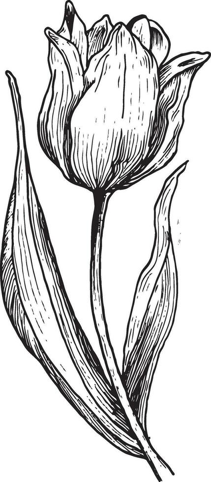 main tiré gravure esquisser de une tulipe fleur vecteur