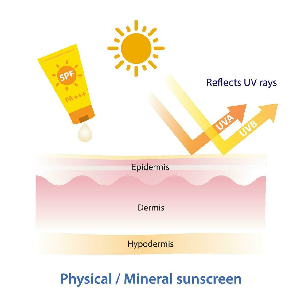 physique, minéral crème solaire reflète uv des rayons vecteur sur blanc Contexte. Comment à physique, minéral crème solaire travaux sur couche peau. peau se soucier et beauté concept illustration.