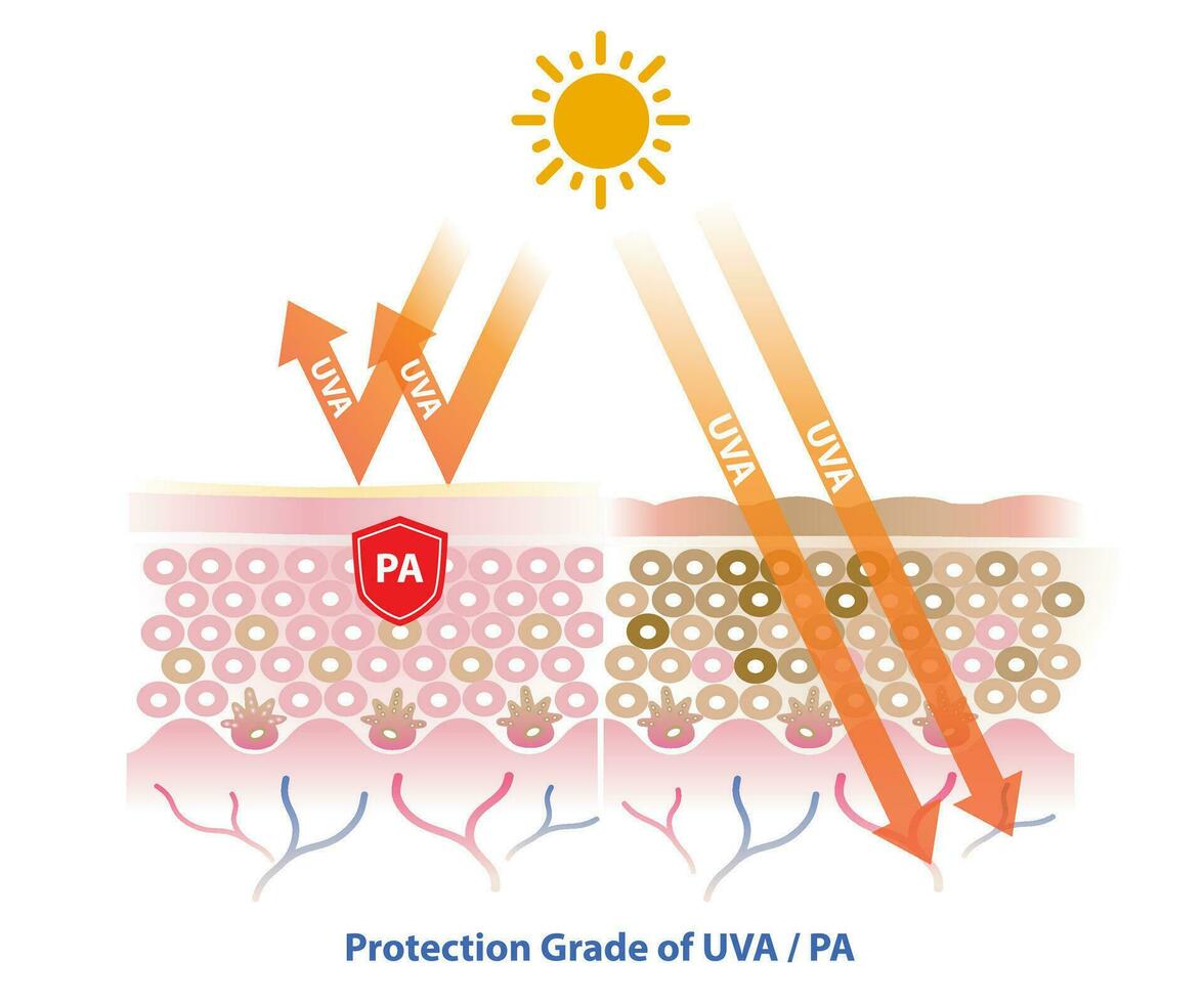 Pennsylvanie, protection classe de uva blocs uva radiation pénétrer dans le peau couche vecteur sur blanc Contexte. Comparaison de peau avec crème solaire et non crème solaire. peau se soucier et beauté concept.