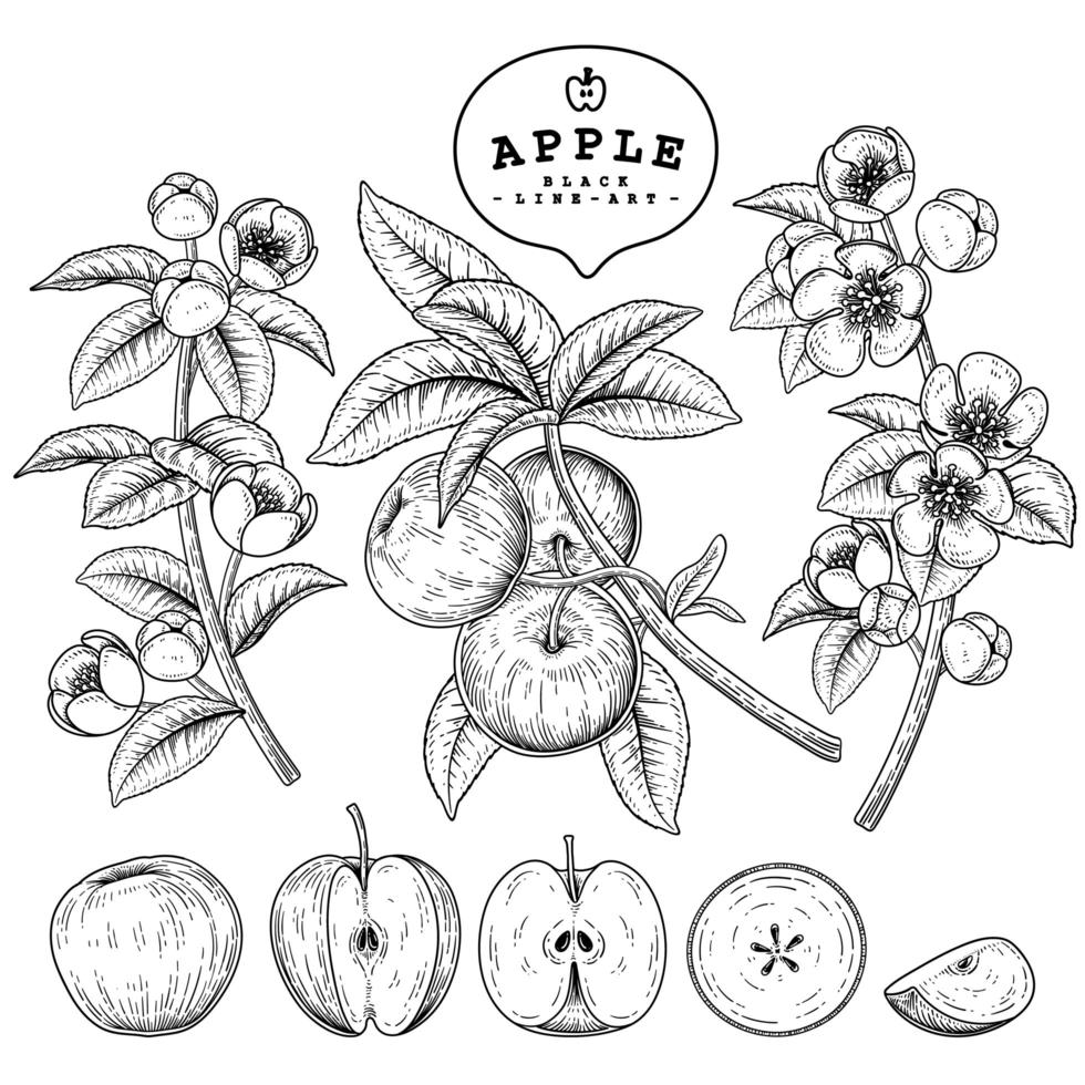 demi-tranche entière et branche de pomme avec fruits et fleurs ensemble décoratif d'illustrations botaniques dessinés à la main vecteur