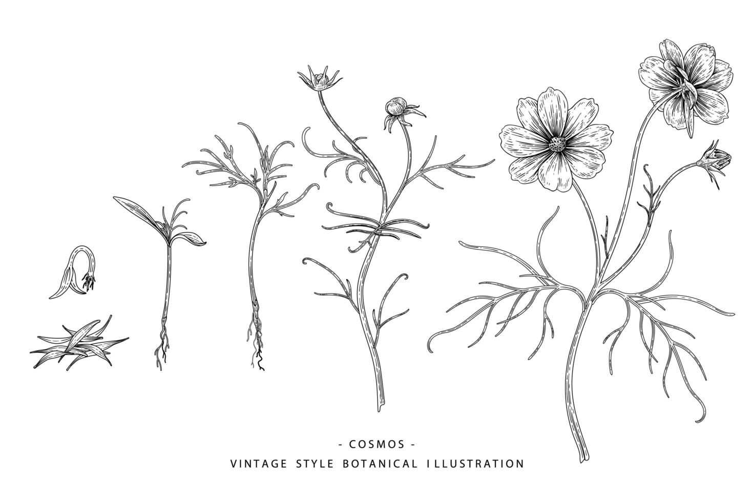 cosmos fleur dessinés à la main croquis éléments botaniques illustrations ensemble décoratif vecteur