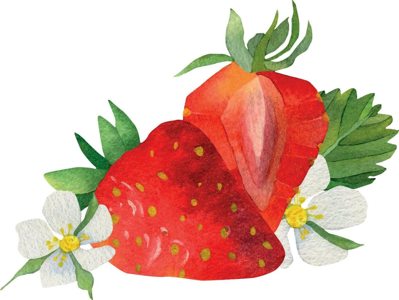 composition avec des fraises et blanc fleurs. une tranche de rouge des fraises. rouge des fraises Souligné sur une blanc Contexte. main tiré nourriture illustration. fruit imprimer. vecteur