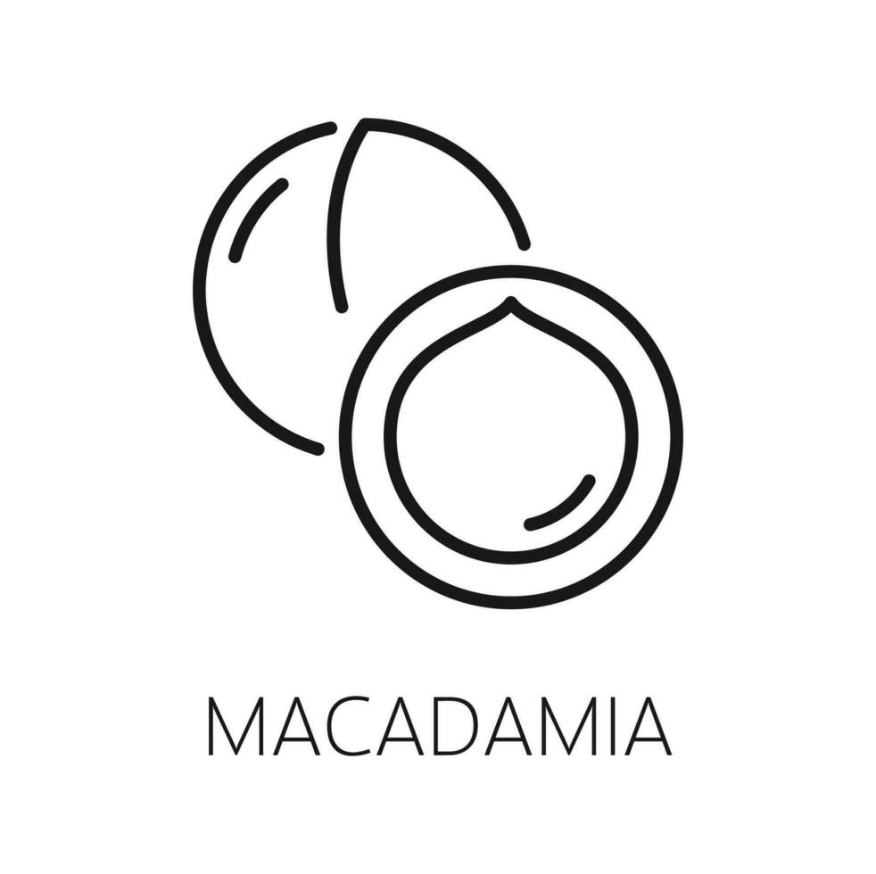 maroochi bauple, mince ligne macadamia écrou dans coquille vecteur