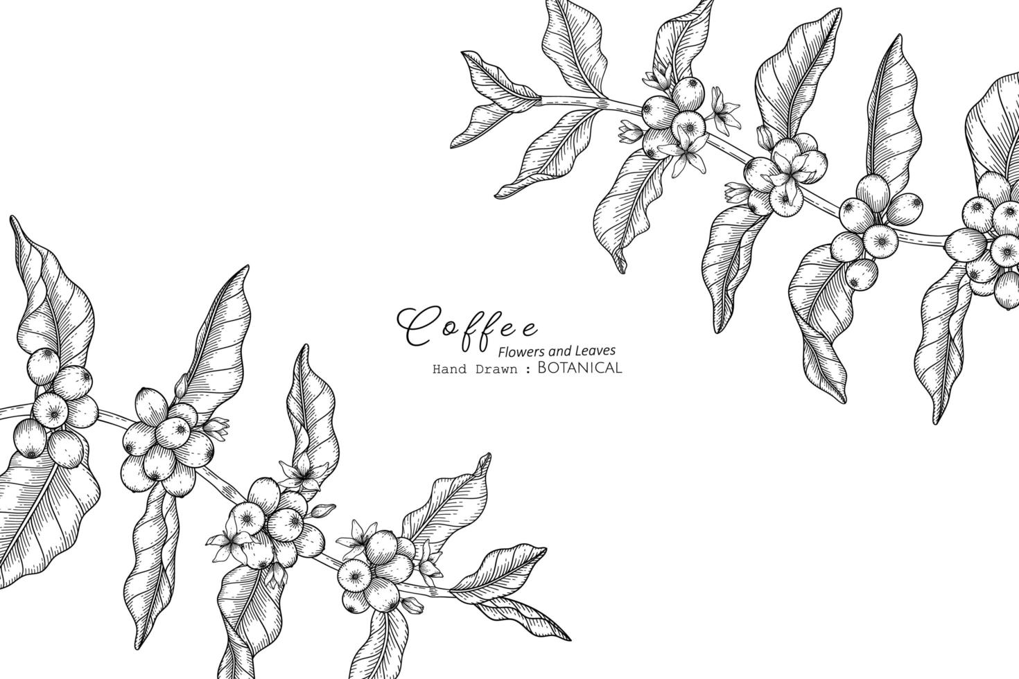 fleur de café et feuille illustration botanique dessinée à la main avec dessin au trait vecteur