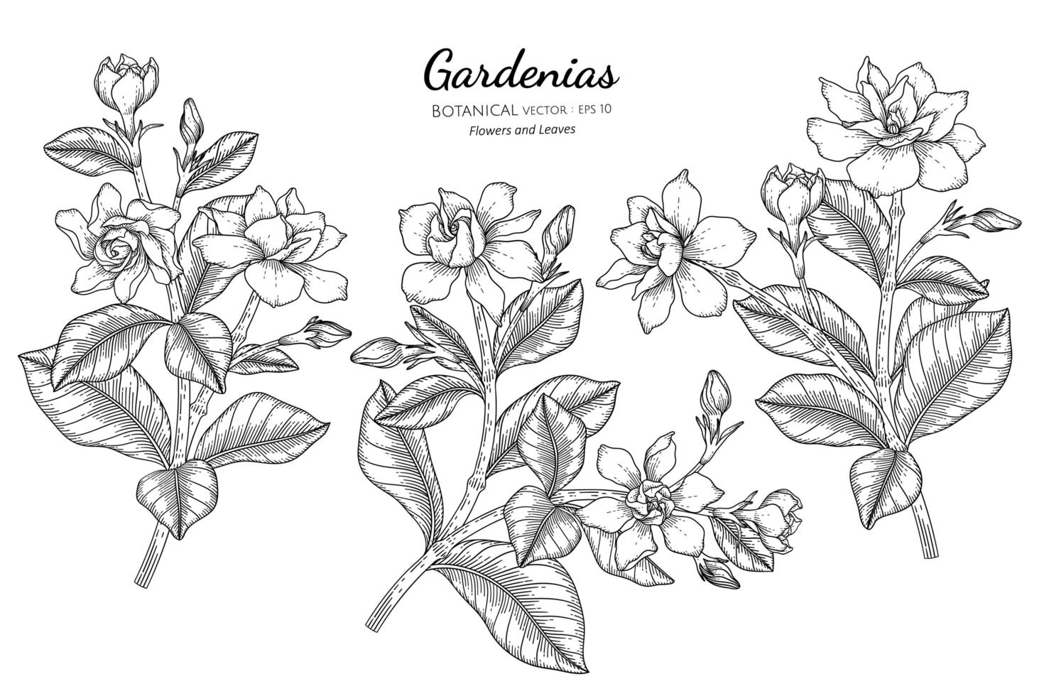 gardénias dessinés à la main floraux et feuilles vecteur