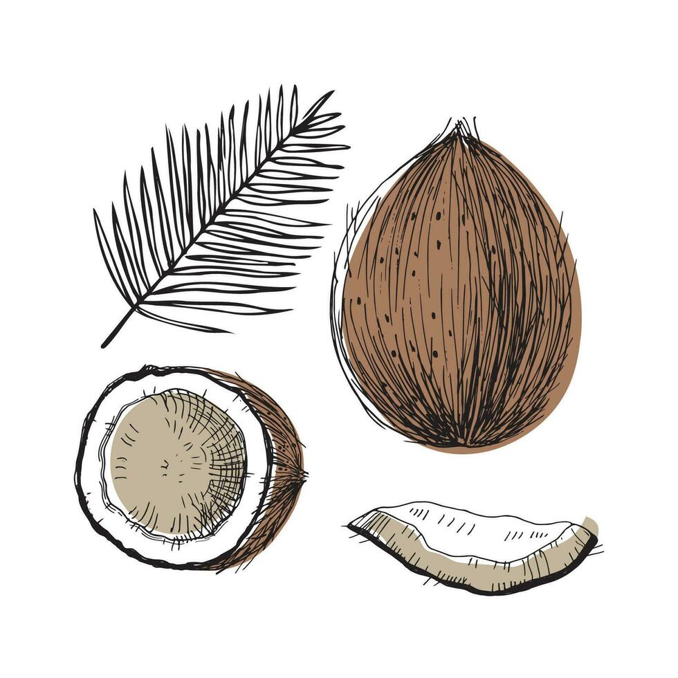 noix de coco plante illustration avec entier écrou , tranche et paume branche. main tiré griffonnage esquisser style avec éclosion dessin. conception élément tropical des noisettes. isolé blanc Contexte vecteur