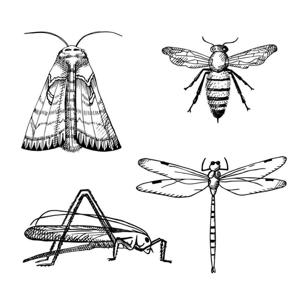 insectes illustration avec sauterelle, papillon, abeille, libellule sur isolé blanc fond.noir et blanc griffonnage. main tiré conception élément vecteur