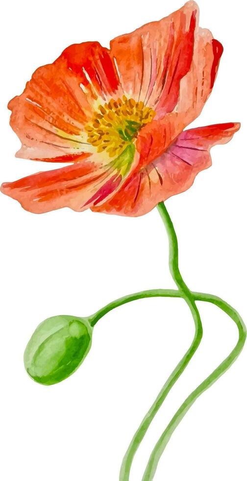 aquarelle Prairie fleur clipart rouge coquelicot isolé main tiré vecteur