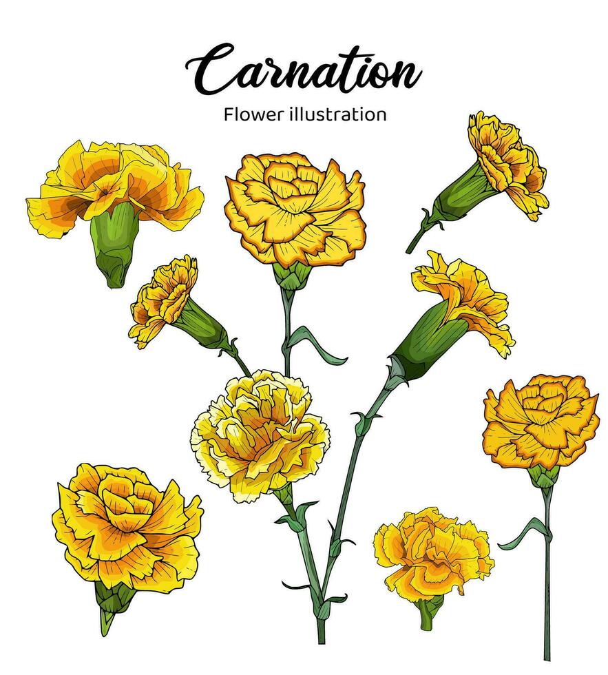 fleurs coloration livre main tiré illustration vecteur