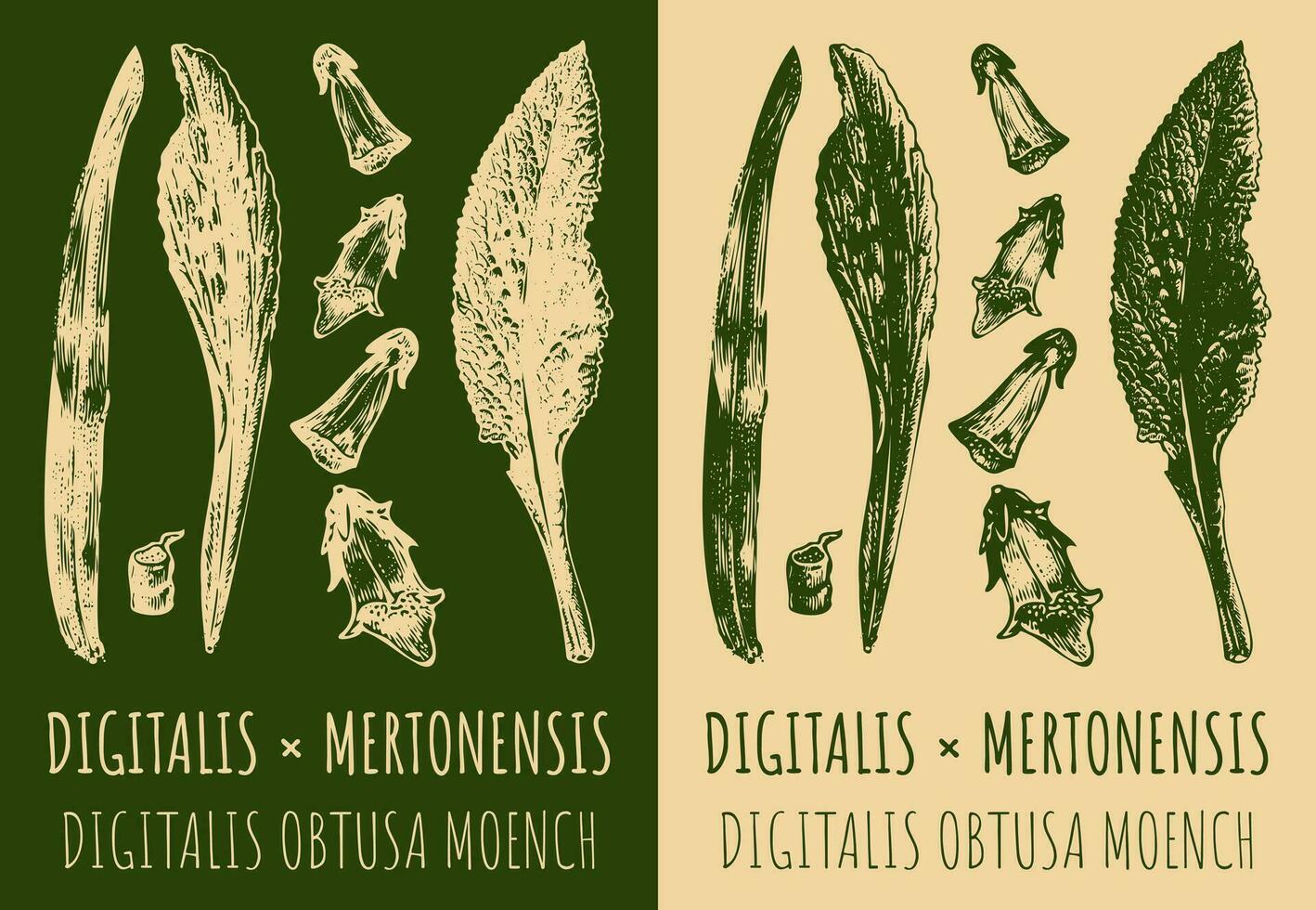 vecteur dessin digitale ou mertonensis. main tiré illustration. le Latin Nom est digitale obtusa Moench.