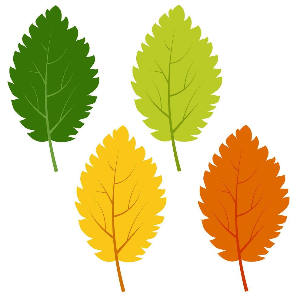 ensemble de feuilles vertes, jaunes et rouges isolées sur fond blanc. illustration vectorielle des feuilles d'automne. vecteur