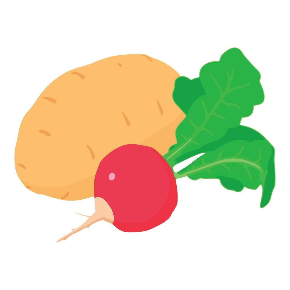 Naturel nourriture icône isométrique vecteur. biologique fraîchement récolté Patate près un radis vecteur