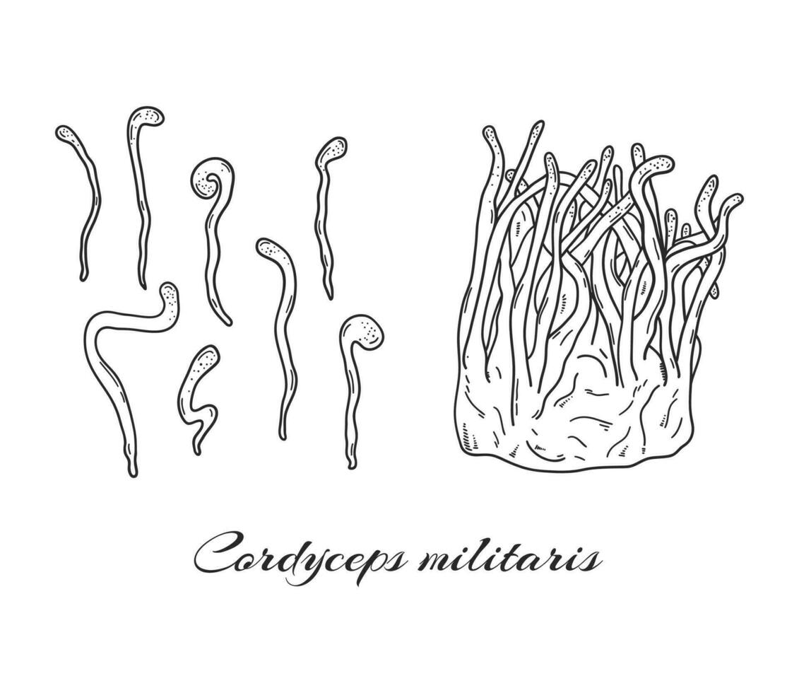 cordyceps militaire champignons main tiré ensemble. médicinal champignon illustration vecteur