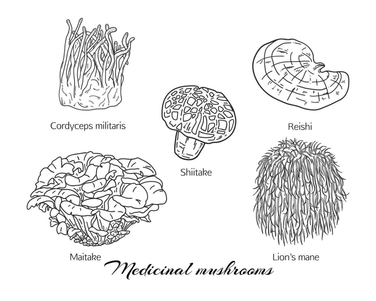 main tiré ensemble de médicinal champignons tel comme shiitaki, maitake, cordyceps, reishi et les Lions crinière vecteur