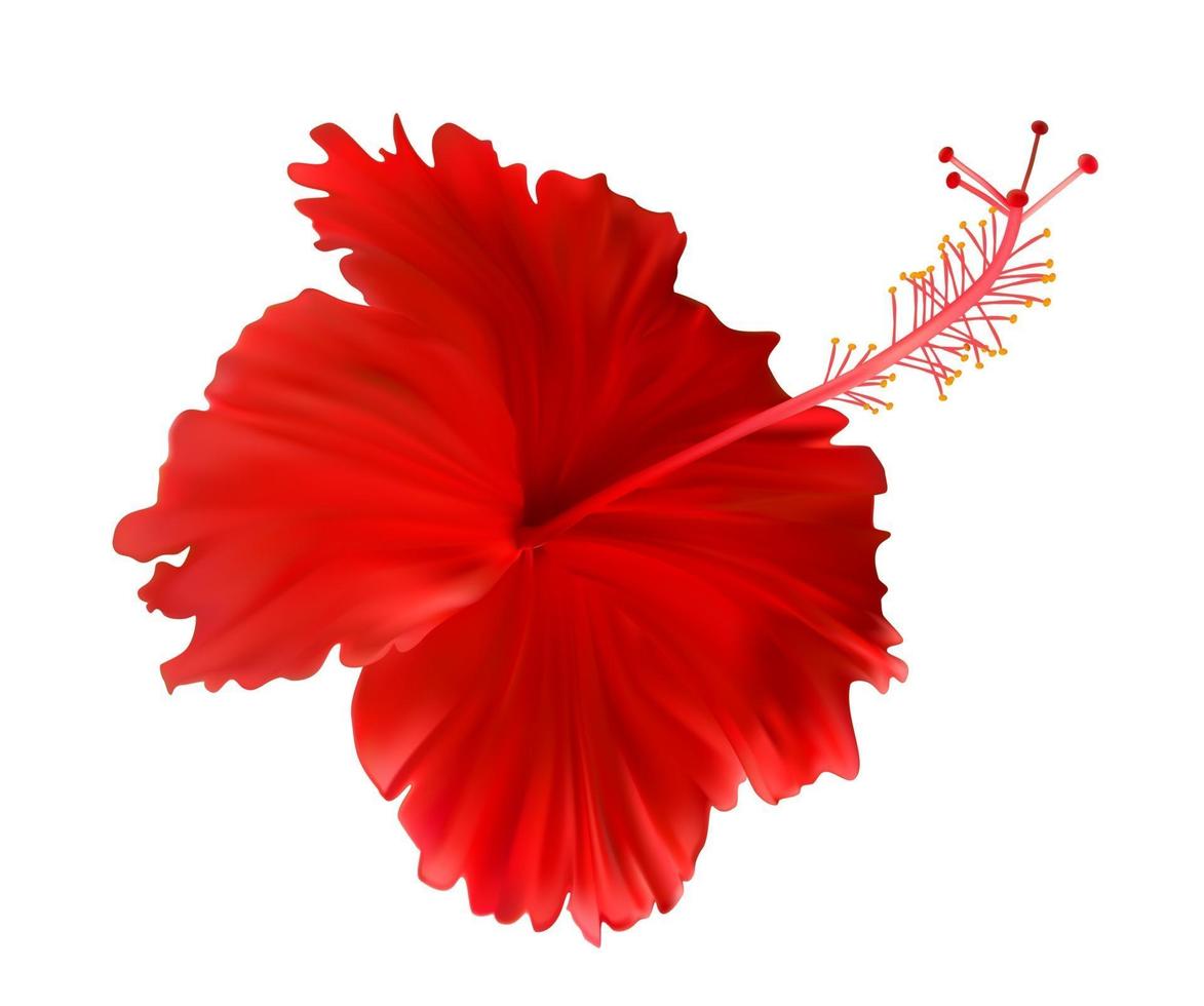 Fleur d'hibiscus rouge isolé sur fond blanc vecteur