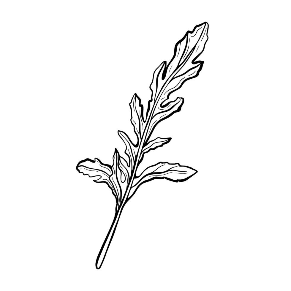 roquette isolé sur fond blanc. rucolla-parfumé, délicieux verts.herbes italiennes. illustration vectorielle dans le style doodle. illustration vectorielle. illustration vectorielle vecteur