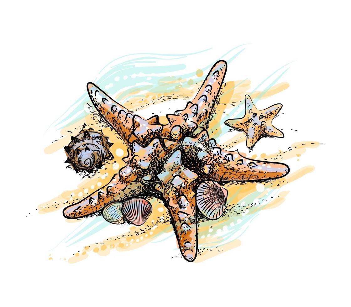 étoile de mer et coquillages sur une plage d'été dans le sable à partir d'une éclaboussure de croquis dessinés à la main à l'aquarelle illustration vectorielle de peintures vecteur