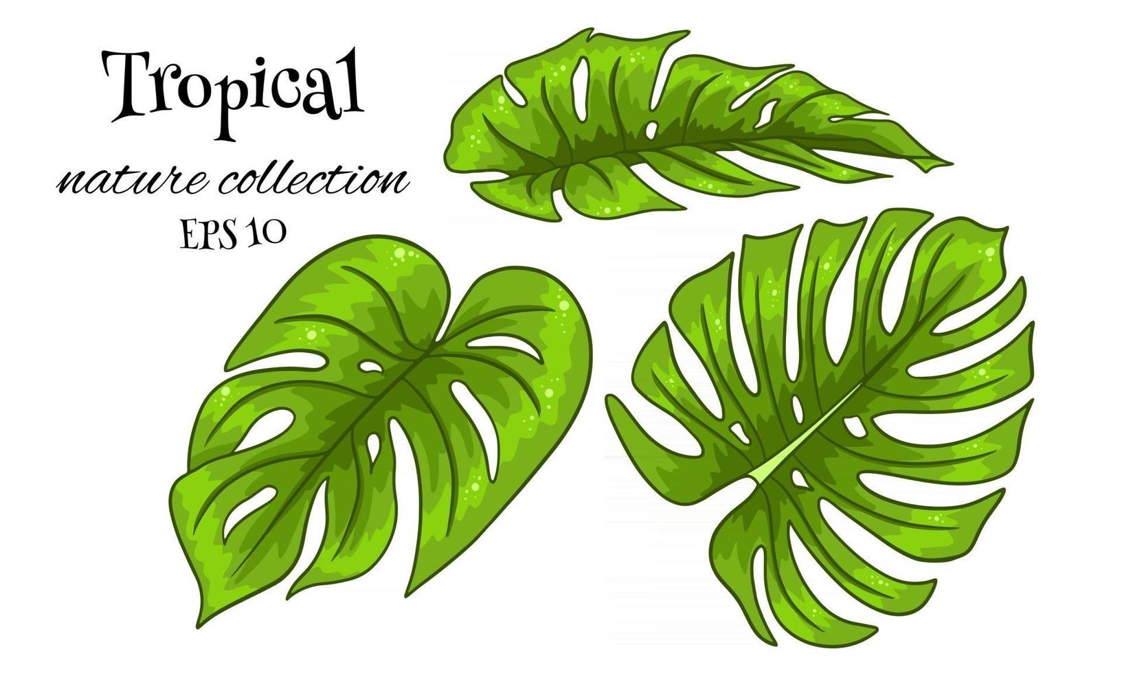 ensemble tropical avec des feuilles de palmier sculptées exotiques en style cartoon vecteur