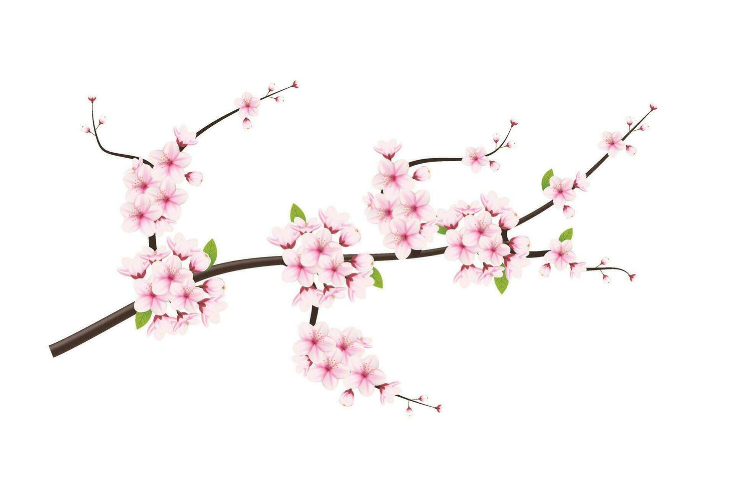 Cerise fleur et Sakura fleur. Cerise fleur vecteur. Cerise bourgeon. rose Sakura fleur vecteur