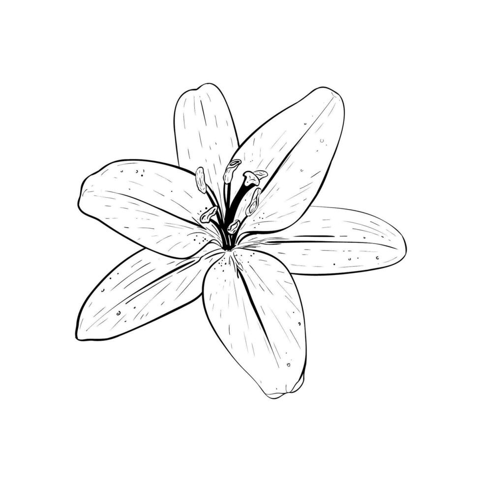 vecteur illustration de lis fleur dans plein floraison. noir contour de pétales