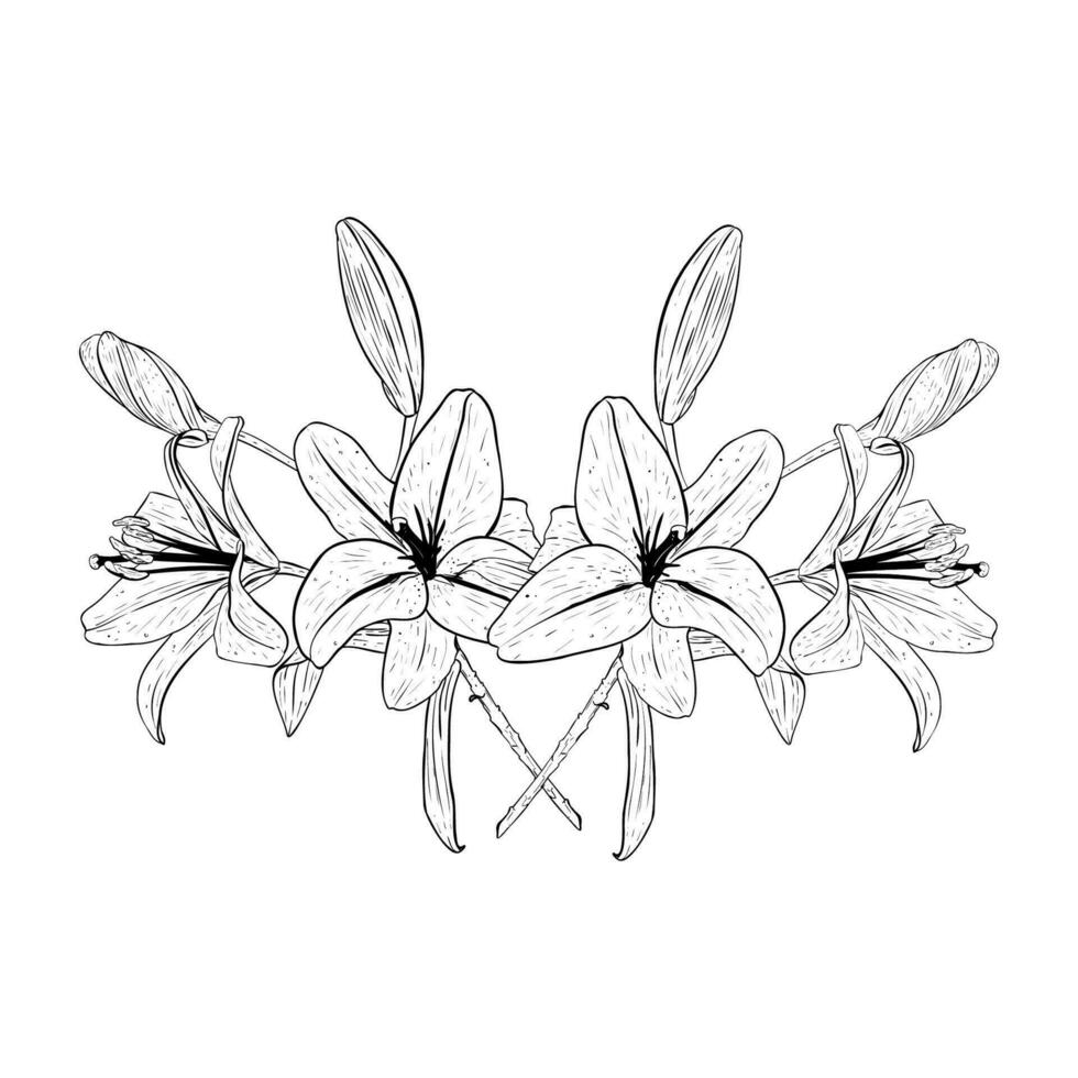 vecteur illustration de composition de lis fleurs têtes dans plein Floraison et bourgeons. noir contour de pétales