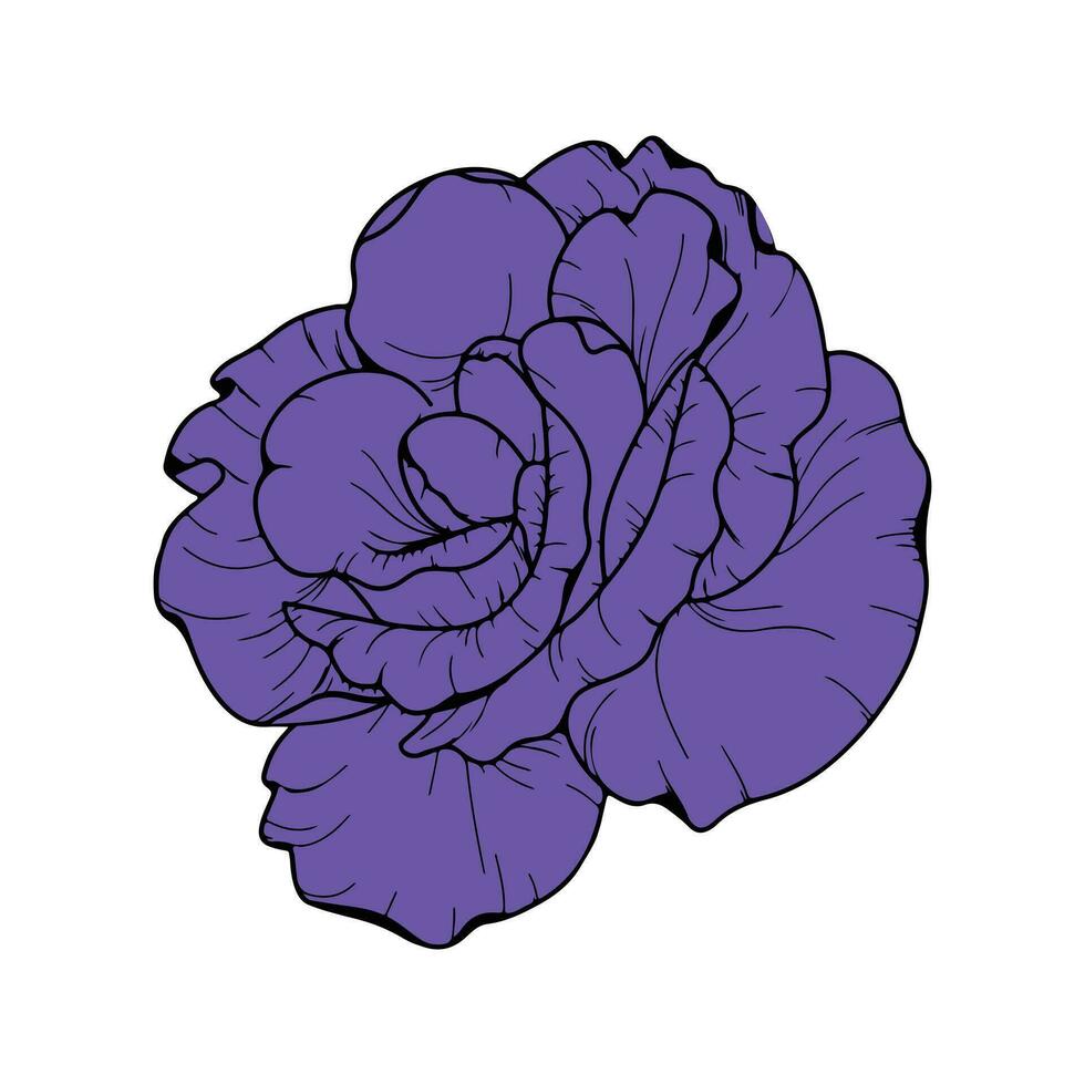 violet main dessiner Rose vecteur illustration