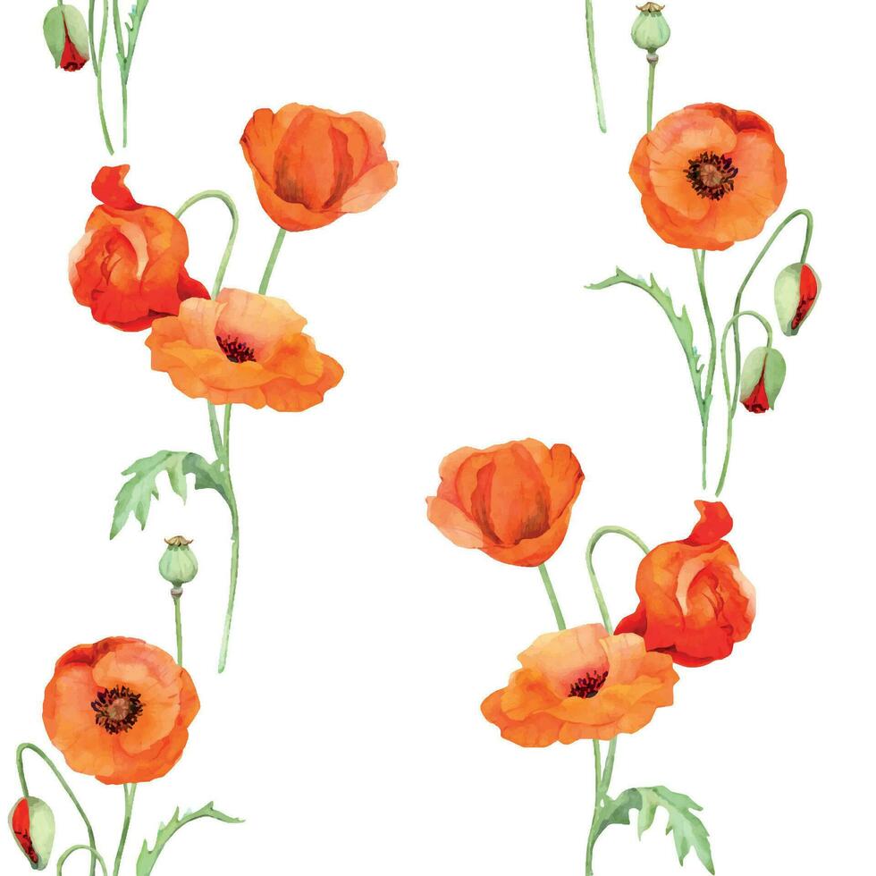 aquarelle sans couture modèle avec main tiré été brillant rouge coquelicot fleurs. isolé sur blanc Contexte. conception pour faire-part, mariage, l'amour ou salutation cartes, papier, imprimer, textile vecteur