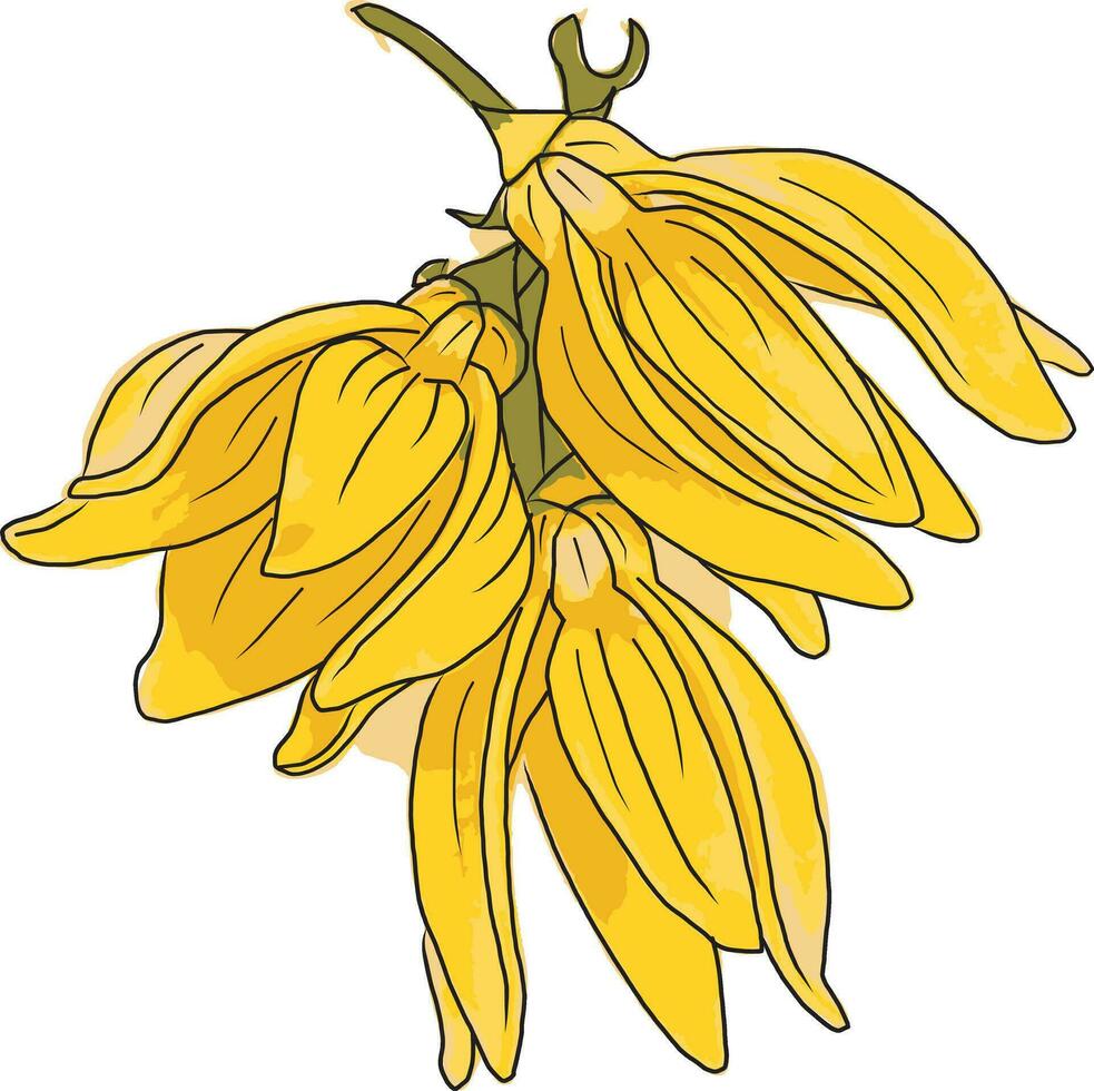 abstrait image de escalade ylang Ylang fleur. scientifique Nom artabotrys hexapétale vecteur