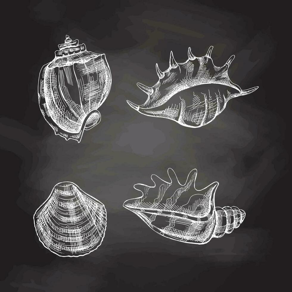 coquillages, ammonite vecteur ensemble. main tiré blanc esquisser illustration. collection de réaliste croquis de divers mollusques mer coquilles de divers formes isolé sur tableau noir Contexte.