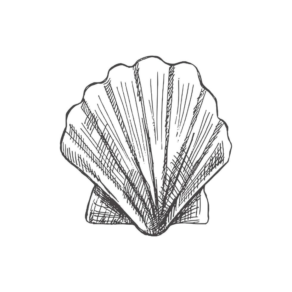 réaliste main tiré esquisser de eau salée coquille coquillage, palourde, conque. coquille mer coquille, esquisser style vecteur illustration isolé sur blanc Contexte.