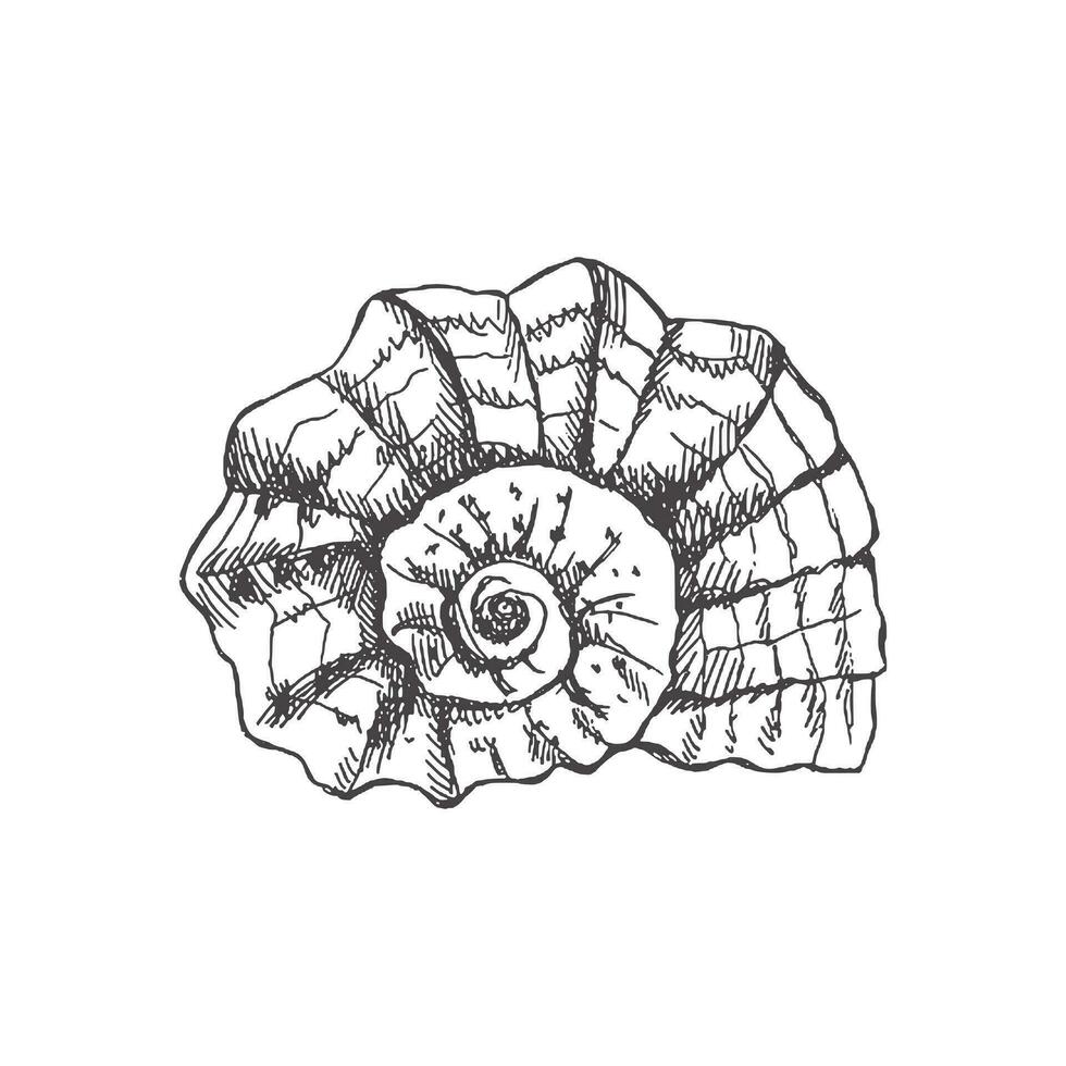 main tiré esquisser de préhistorique ammonite, coquillage. esquisser style vecteur illustration isolé sur blanc Contexte.