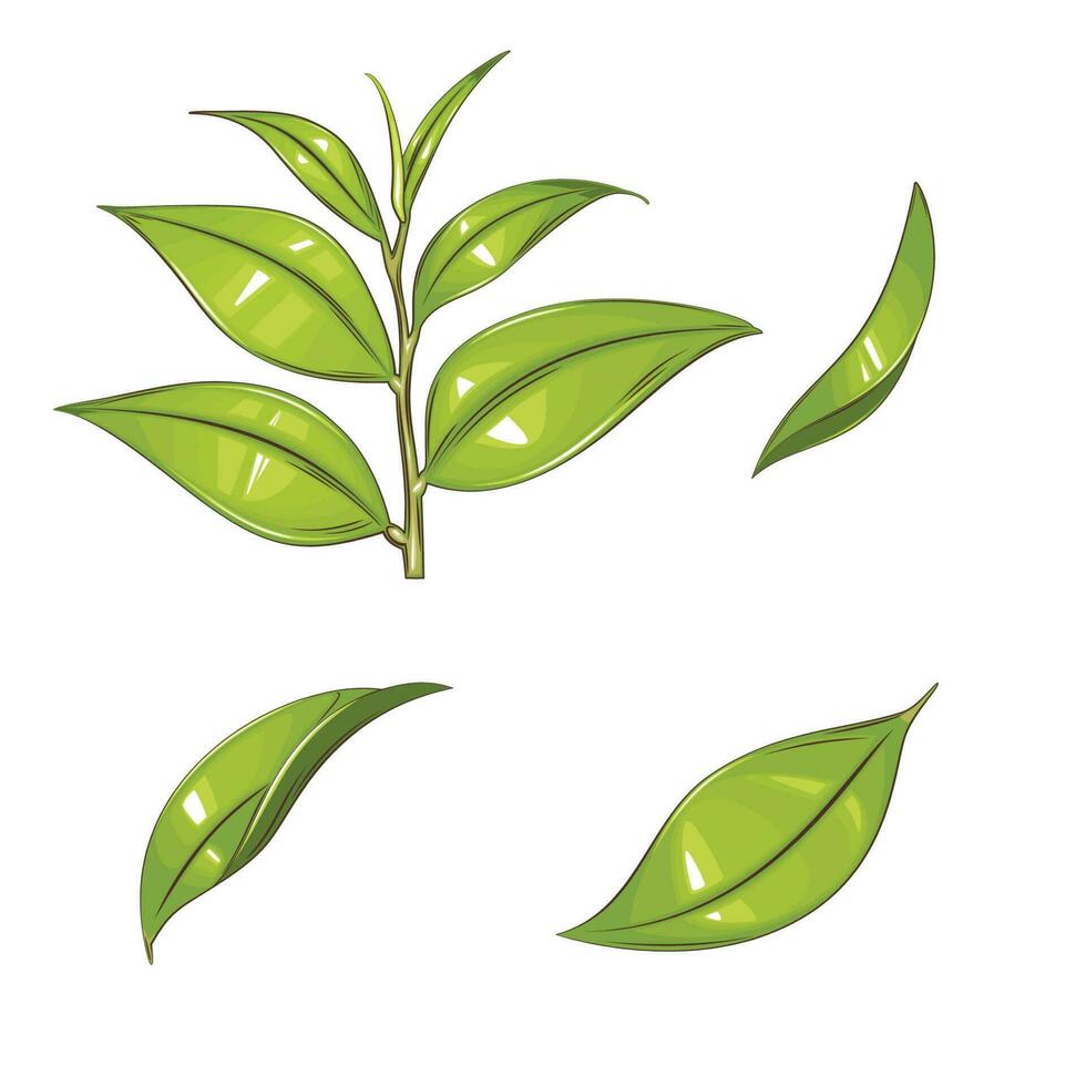 Frais vert feuilles, vert thé feuilles vecteur