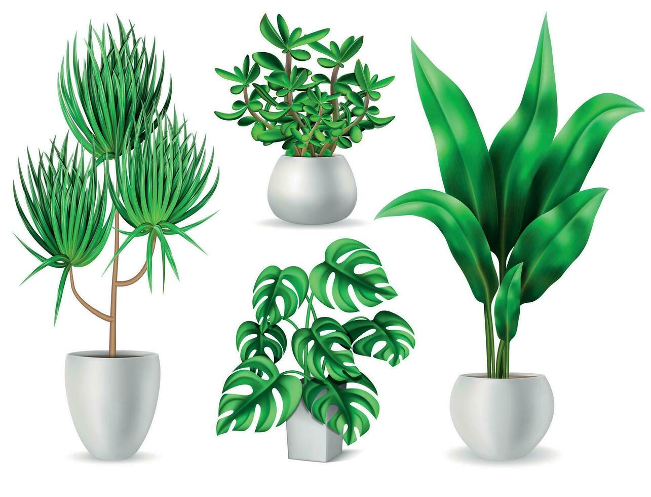 plantes d'intérieur réaliste ensemble vecteur