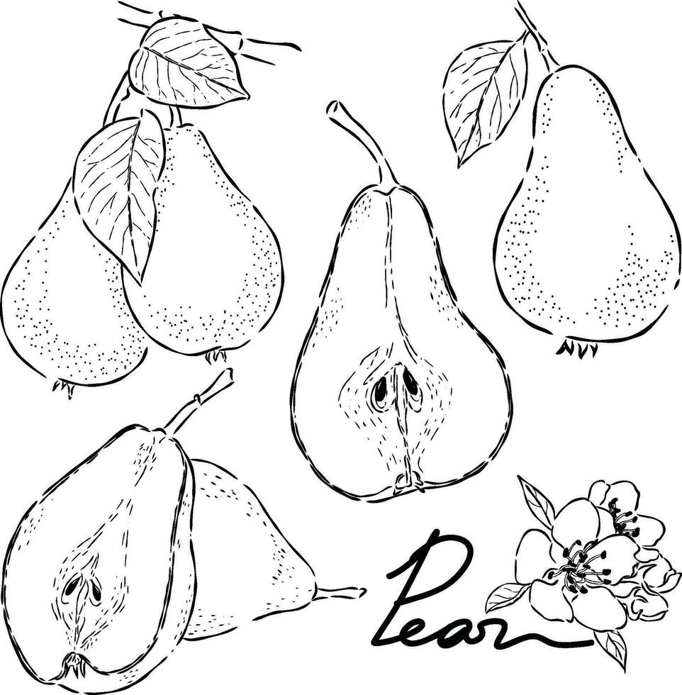 poire fruit main tiré griffonnage des illustrations vecteur ensemble