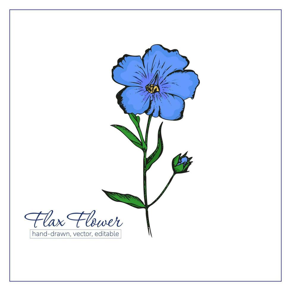 coloré main tiré lin fleurs et lin des graines pour conception, décoration. bleu fleurs sauvages. vecteur